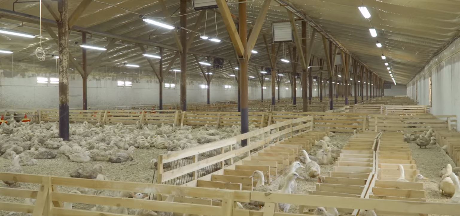 Központi segítséget kérnek a madárinfluenza károsultjainak