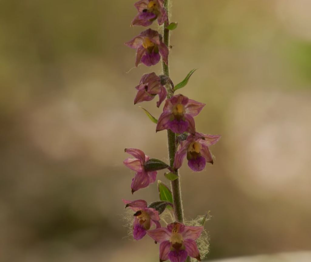 Fokozottan védett orchidea fajt rejtenek a Jászszentlászló környéki erdők